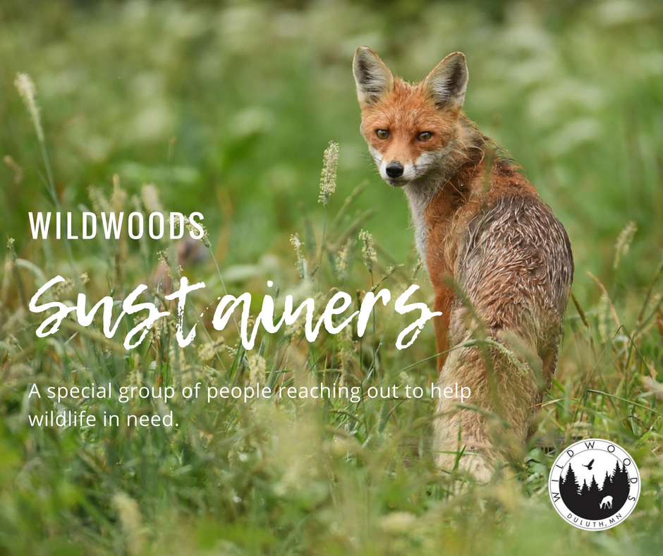 Be a Wildwoods Sustainer - a special group of people reaching out to help wildlife in need
